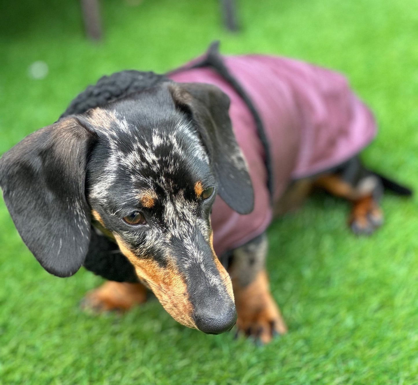 Dachshund Dry wax  dog coat,dog coat ,winter dog coat , dachshund coat ,belly covering dog coat,waterproof dachshund coat