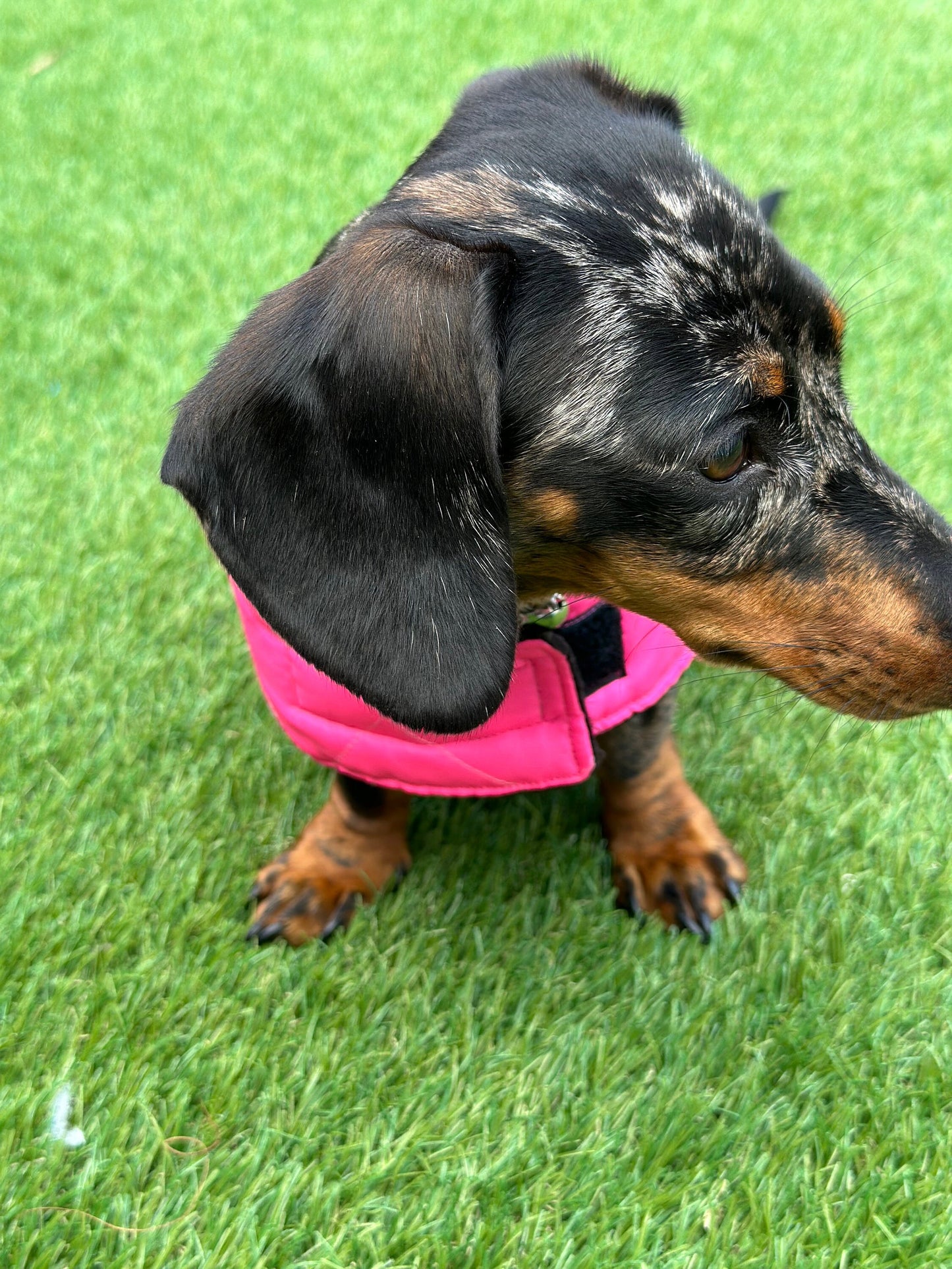 Dachshund flo pink Quilted dog coat, waterproof dog coat, shower proof dog coat ,winter dog coat , pet accessories,  dog jacket