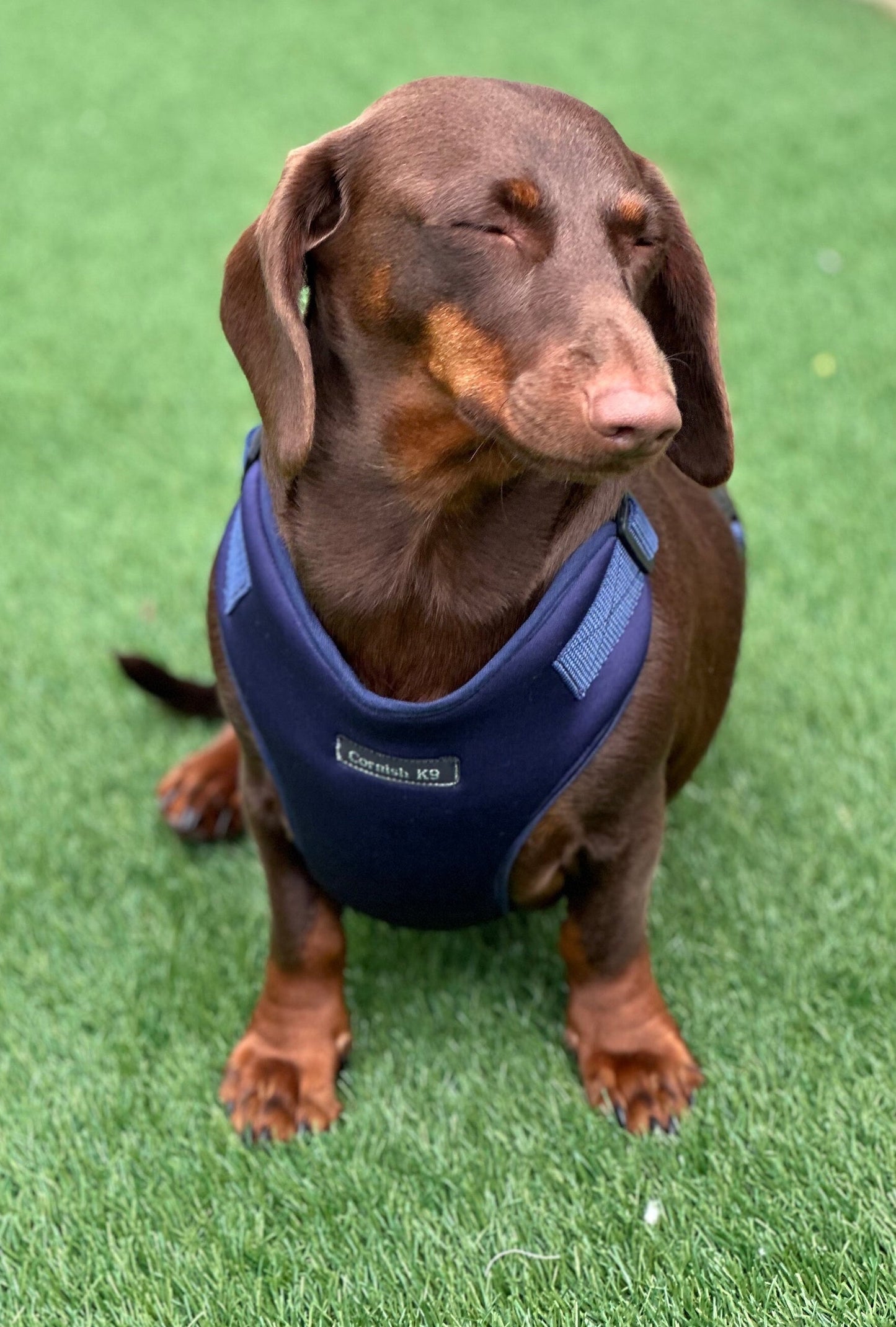 Dachshund Neoprene Dog Harness: Padded No-Choke Design