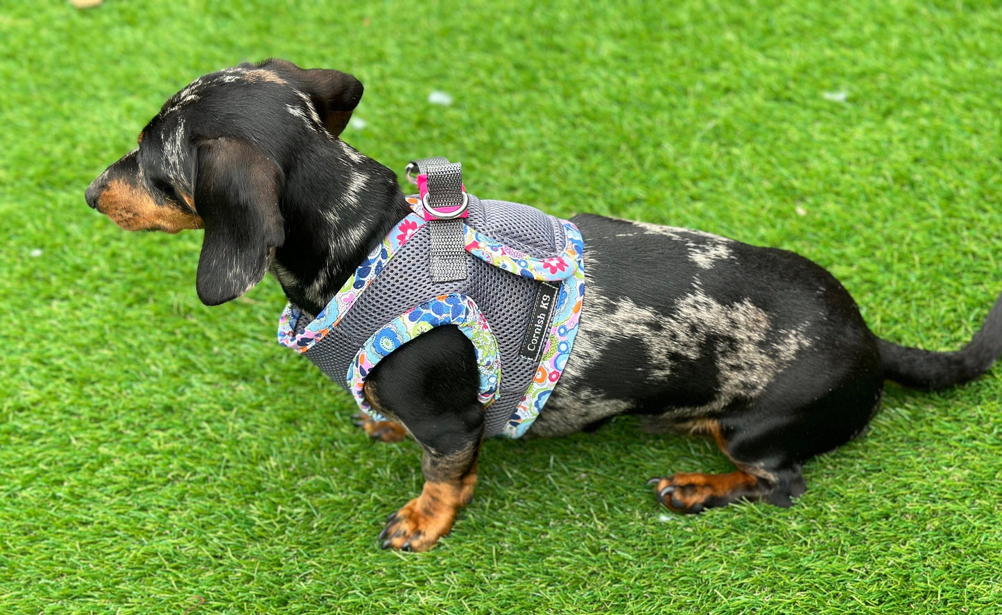 Dachshund  harness ,dog harness ,dachshund dog vest ,step in  harness,breathable harness