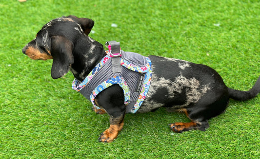 Dachshund  harness ,dog harness ,dachshund dog vest ,step in  harness,breathable harness
