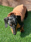 Corduroy Dachshund Coat: Fleece Lined Dog Jacket with Harness Hole