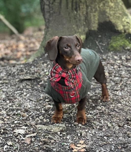 Dachshund harness,padded dog harness,no choke harness,tartan dachshund dog harness,harness set,no rub harness