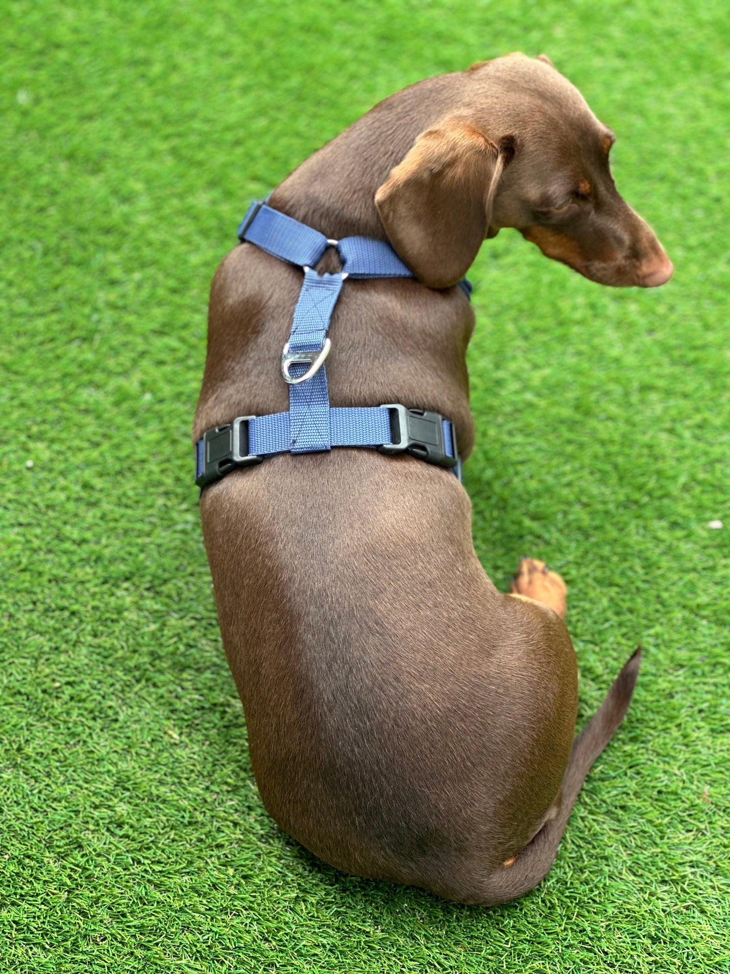 Dachshund Neoprene Dog Harness: Padded No-Choke Design