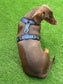 Dachshund Neoprene Dog Harness: Padded No-Choke Design