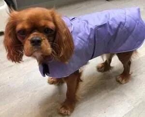 Dachshund Quilted Dog Coat: Water-Resistant Fleece Lined Winter Jacket