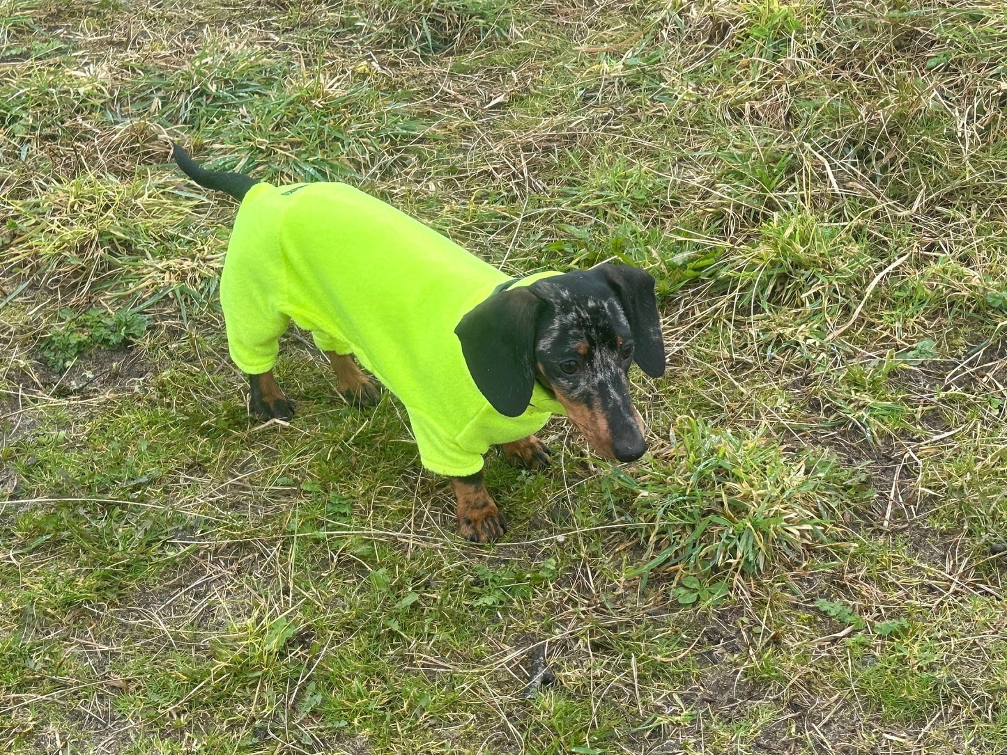 Hi-Vis Dachshund Fleece Onesie: Water & Mud Repellent Dog Jumpsuit