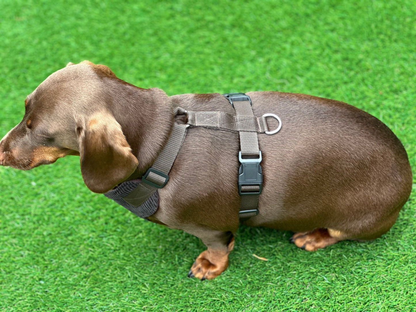 Corduroy Dachshund Harness: Fleece Lined, No-Choke Design