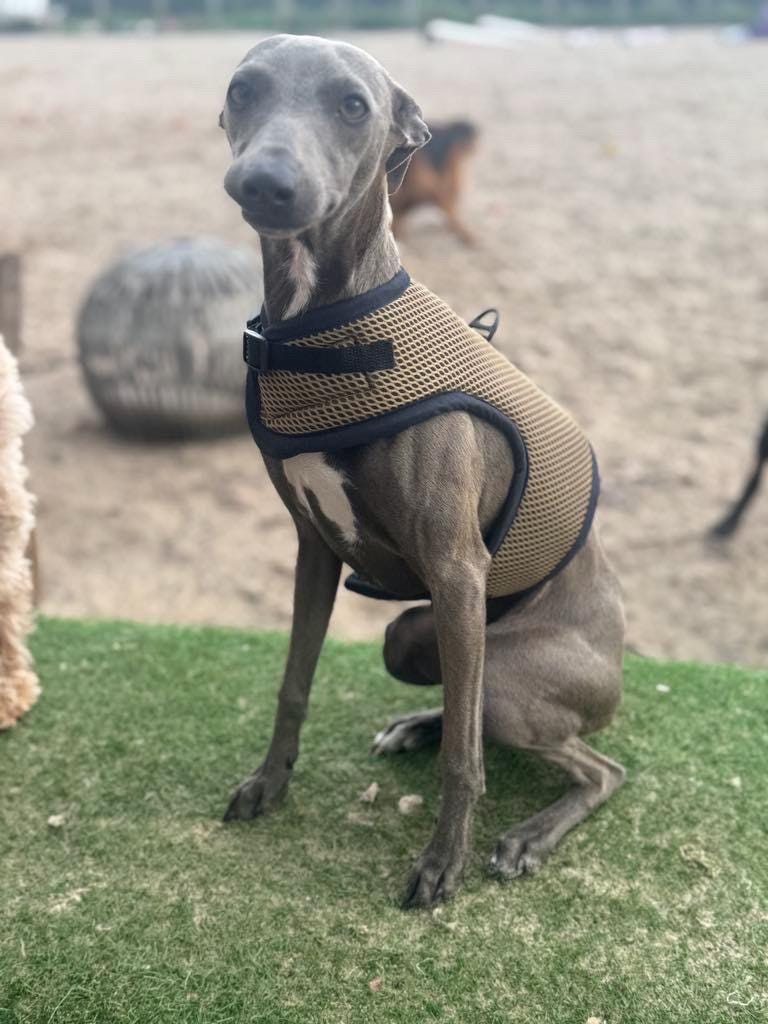 Italian greyhound harness ,dog harness ,made to measure dog harness ,no arm pit rub harness,rub free harness