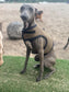 Italian greyhound harness ,dog harness ,made to measure dog harness ,no arm pit rub harness,rub free harness