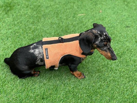 Corduroy Dachshund Harness: Fleece Lined, Adjustable Dog Vest