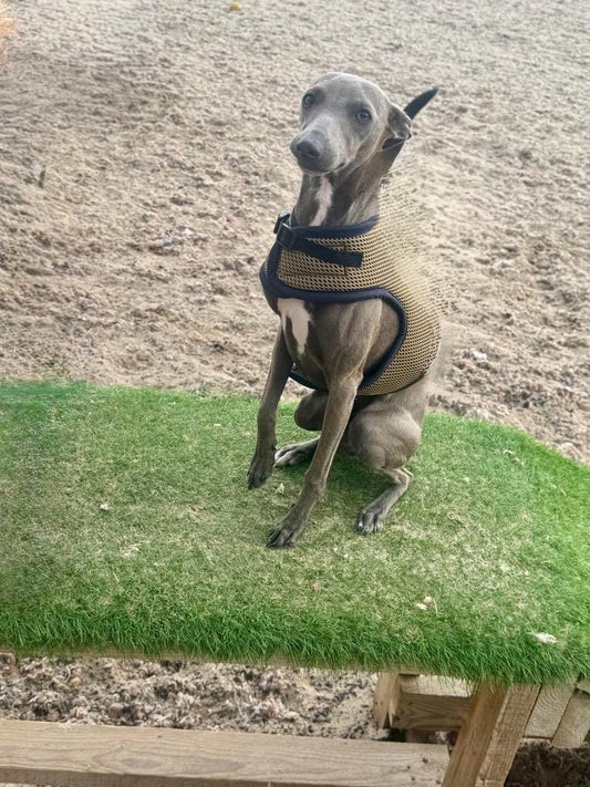 Italian greyhound harness ,dog harness ,made to measure dog harness ,no arm pit rub harness,rub free harness