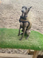 Italian greyhound harness ,dog harness ,made to measure dog harness ,no arm pit rub harness,rub free harness