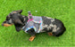 Dachshund  harness ,dog harness ,dachshund dog vest ,step in  harness,breathable harness