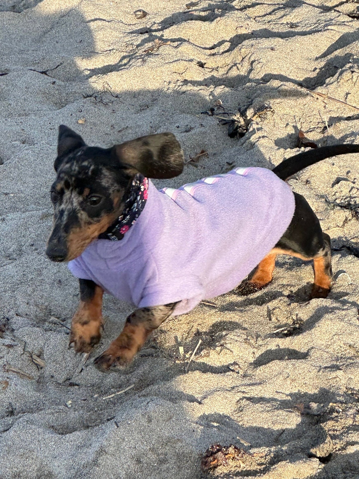 Reflective Fleece Dachshund Jumper: Washable Dog Coat