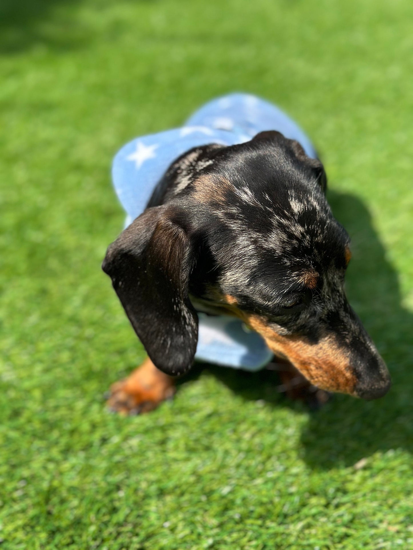 Dachshund Fleece Dog Coat: Double Layered, Water Repellent