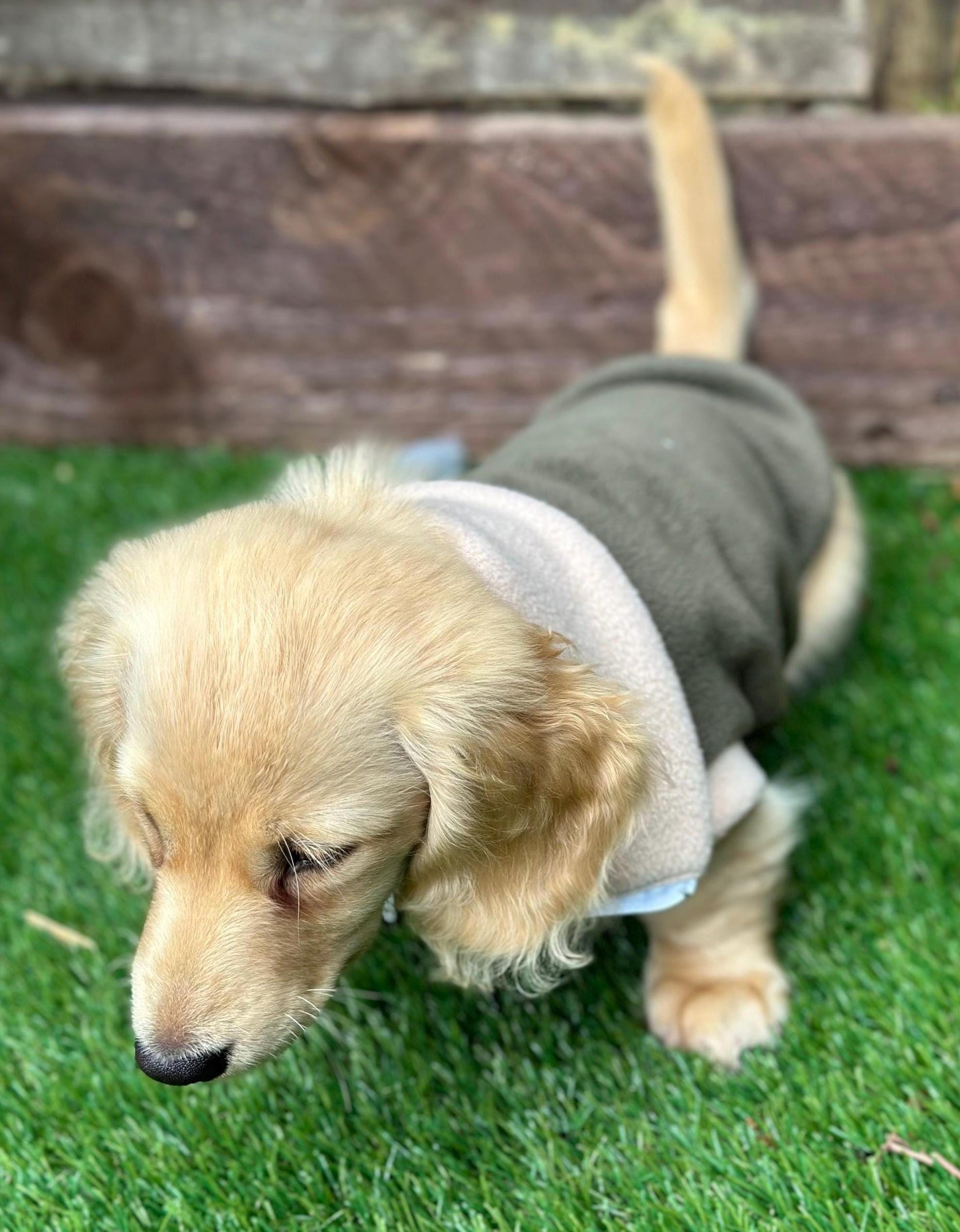 Dachshund Fleece Jumper: Two-Tone Zip Neck, Water Resistant