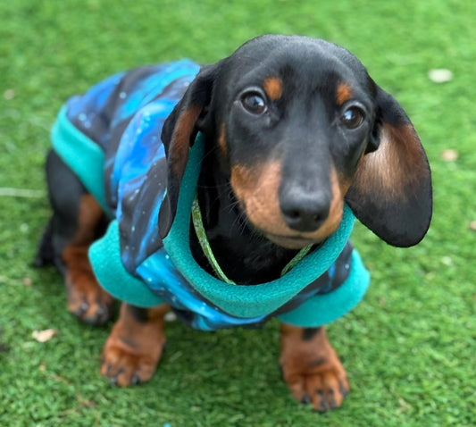 Dachshund  zipped Softshell waterproof  fleece ,dachshund zipped  jumper ,dachshund jacket,water and mud repellent fleece , dachshund fleece