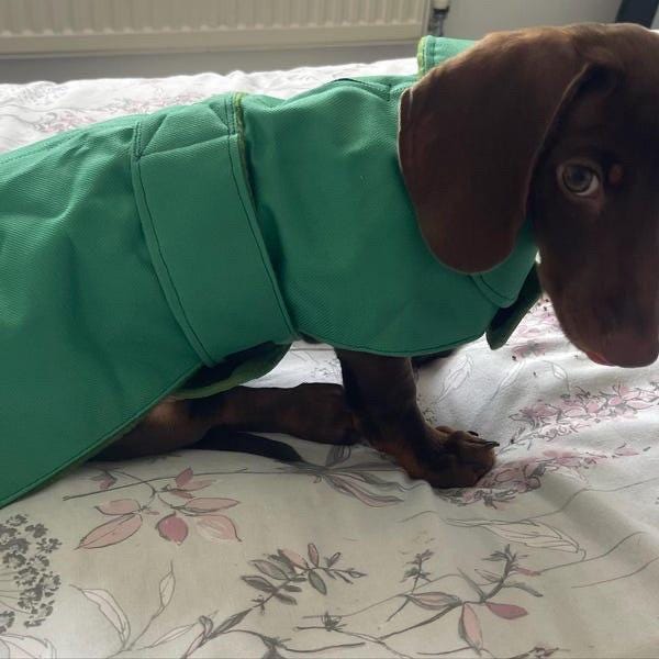 Made to Measure Waterproof Dachshund Dog Coat: Fleece Lined Winter Wear