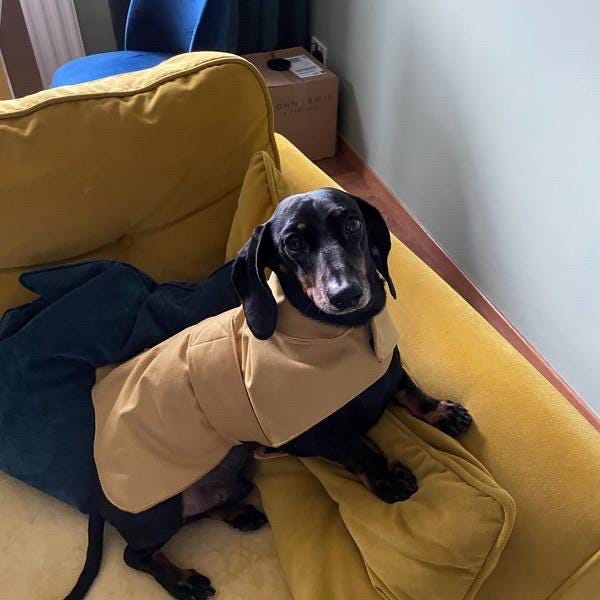 Made to Measure Waterproof Dachshund Dog Coat: Fleece Lined Winter Wear