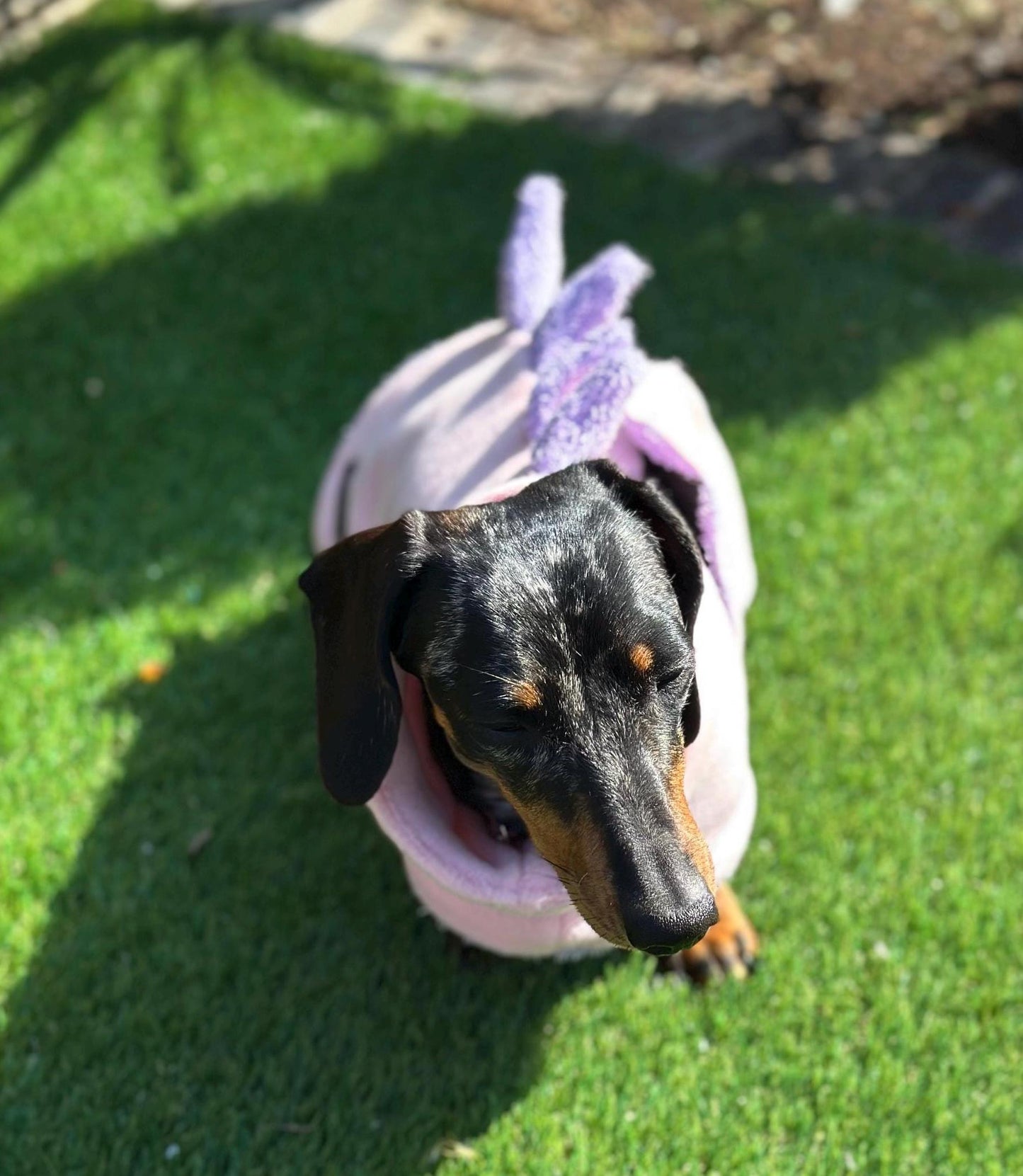 Dachshund Dino Fleece Dog Drying Coat: Absorbent Cotton Terry Lined
