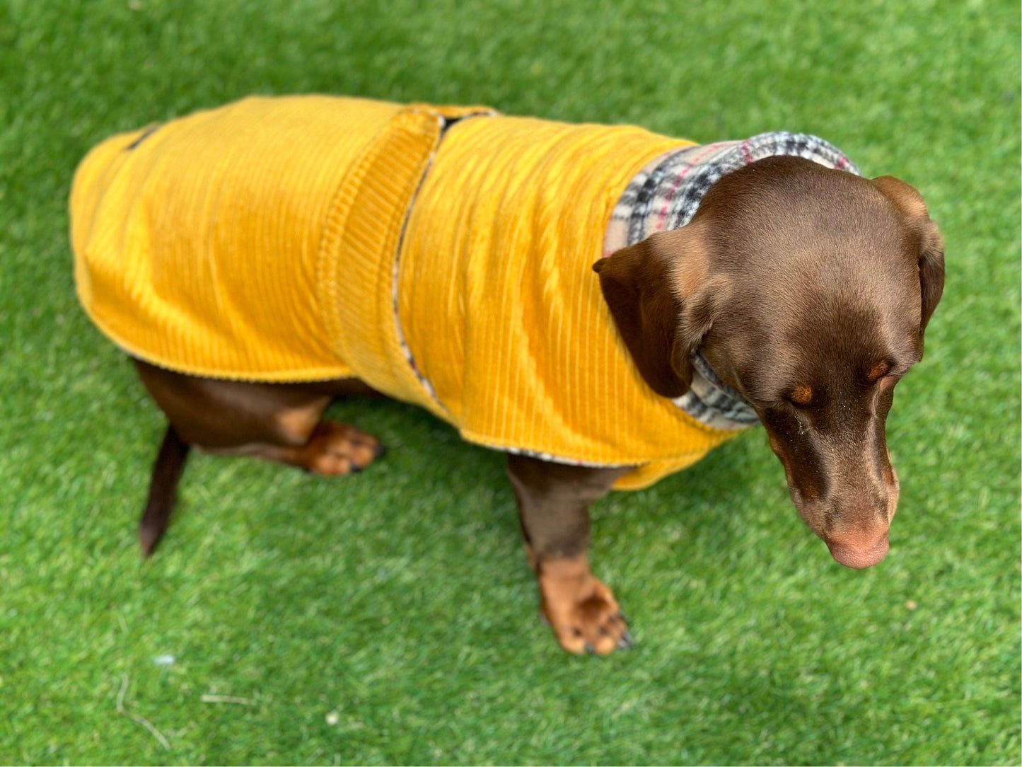 Corduroy Dachshund Coat: Fleece Lined Dog Jacket