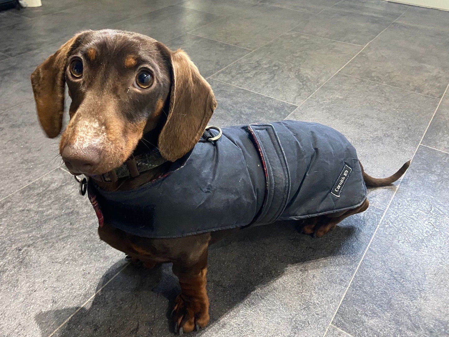 Waxed Cotton Dachshund Dog Coat: Waterproof Winter Pet Apparel