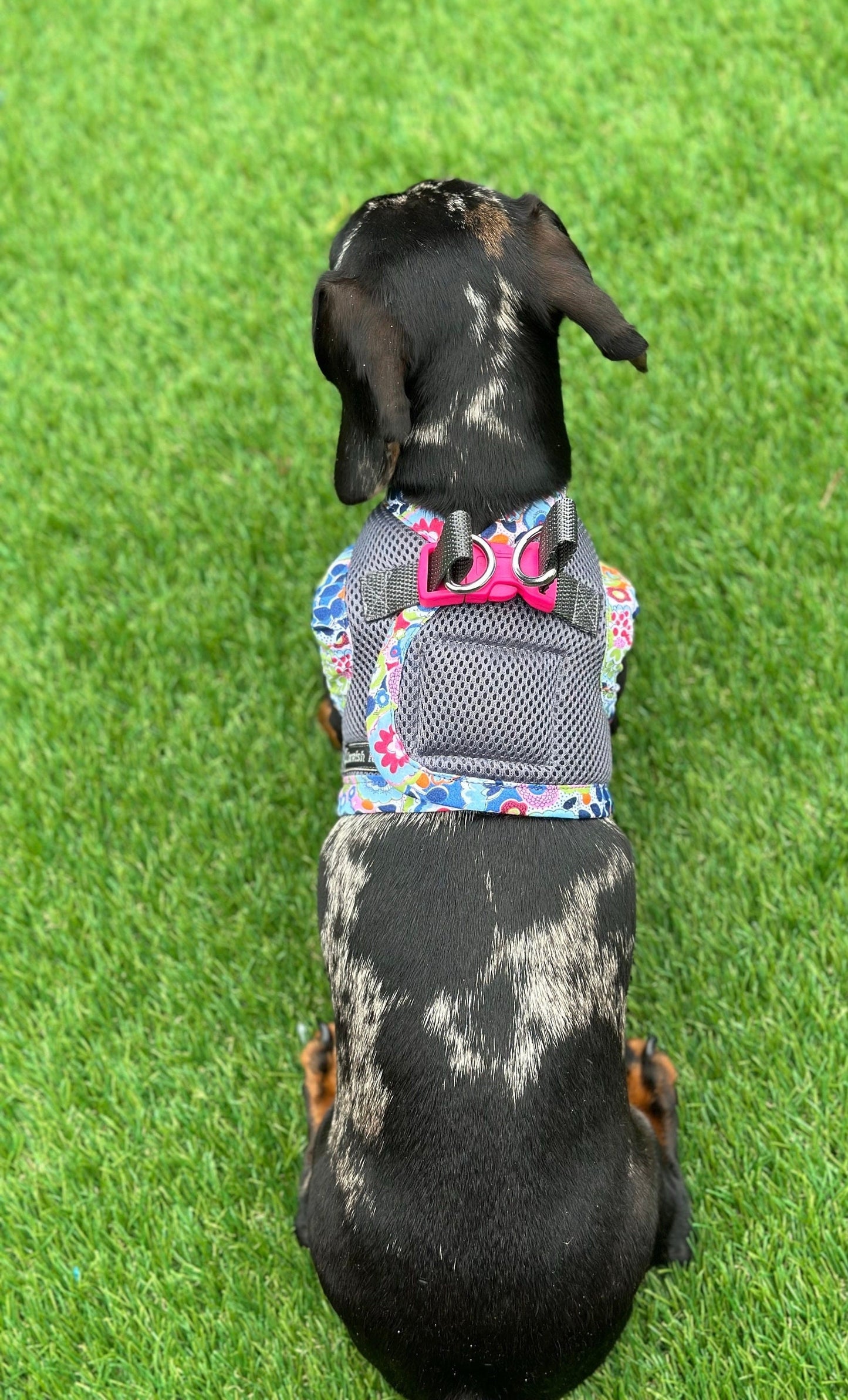 Dachshund  harness ,dog harness ,dachshund dog vest ,step in  harness,breathable harness