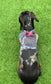 Dachshund  harness ,dog harness ,dachshund dog vest ,step in  harness,breathable harness