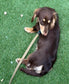 Waterproof Biothane Dog Collar & Lead Set: Rose Gold Hardware
