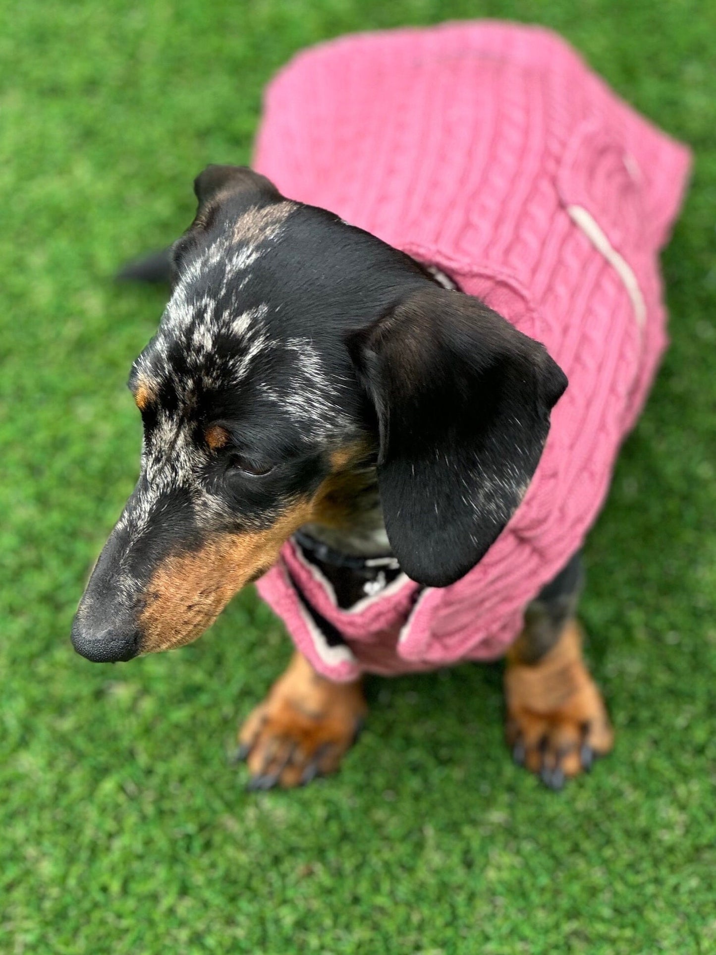 Cable Knit Dachshund Coat: Fleece Lined Dog Jacket