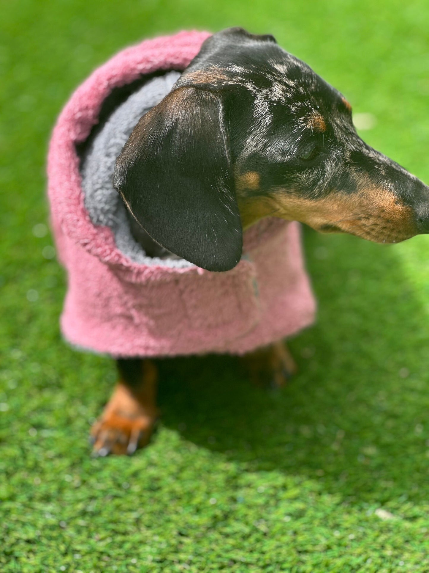 Dachshund drying robe,dog drying towel,dog towel ,dog dry coat,dachshund hooded drying towel