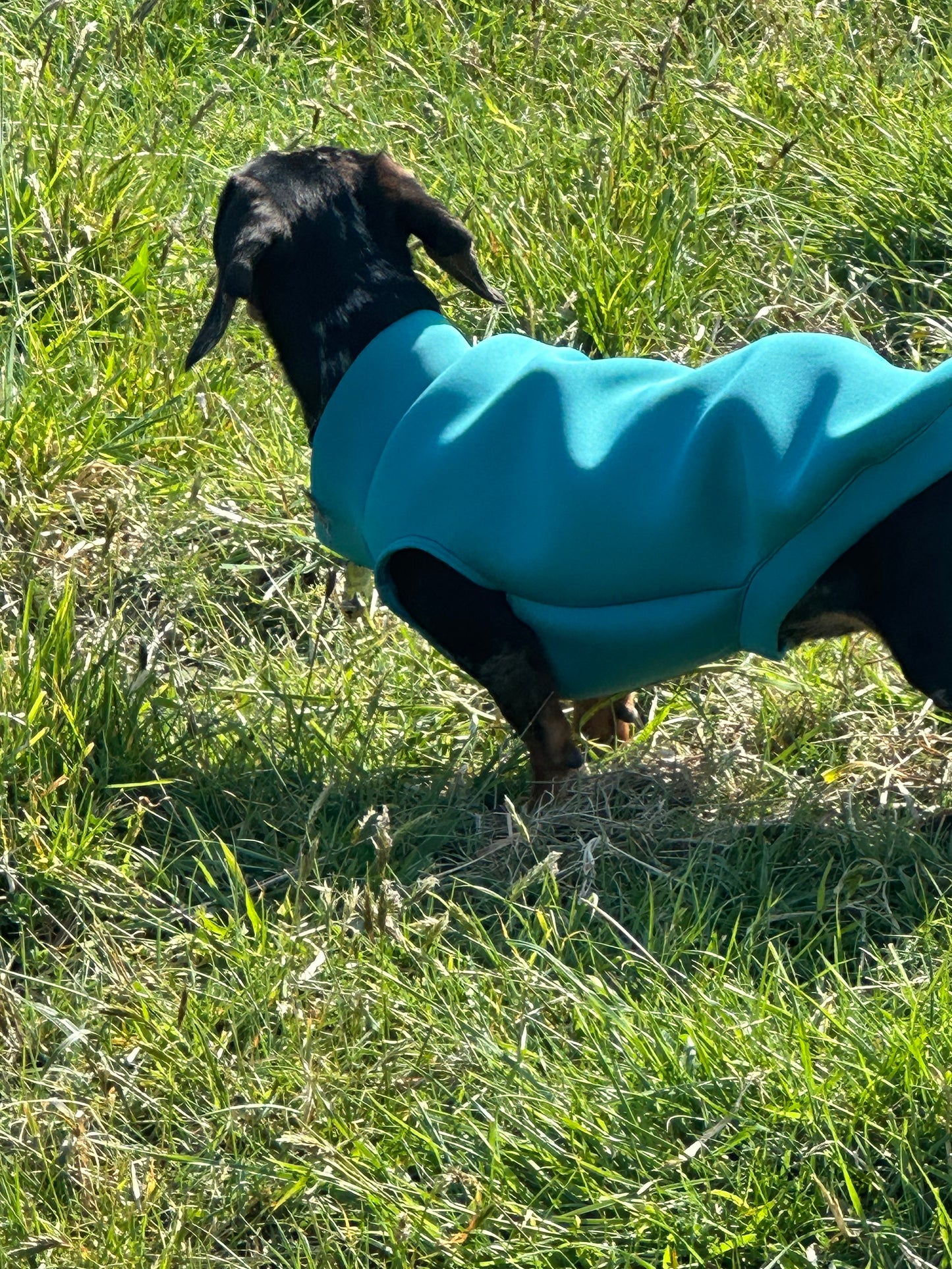 Dachshund Neoprene Dog Jumper: Stretchy, Insulated, Open-Neck