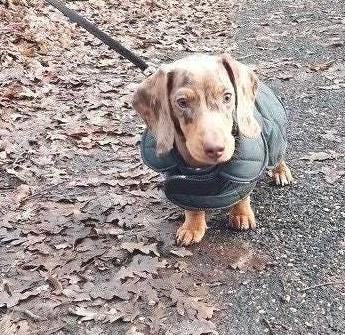 Waxed Quilted Dachshund Dog Coat: Waterproof Winter Jacket