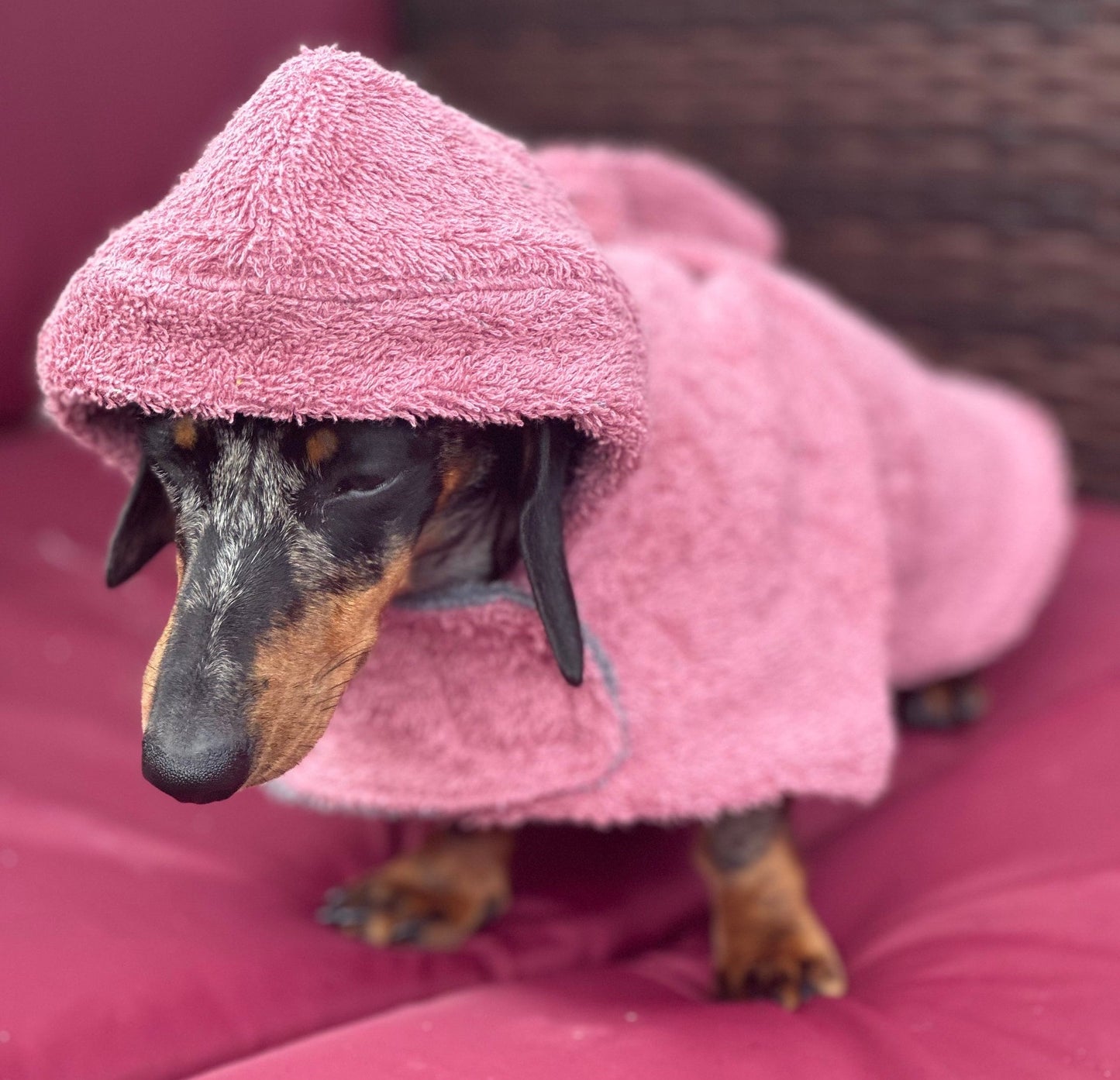 Dachshund Drying Robe: Absorbent Cotton Terry Dog Towel with Hood
