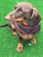Made-to-Order Dachshund Harness: Army Green Spacer Mesh, No Armpit Rub
