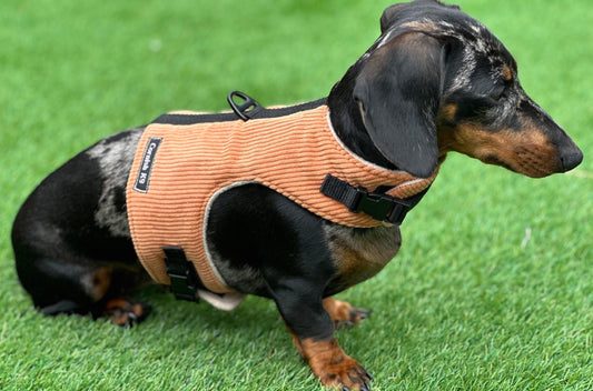 Corduroy Dachshund Harness: Fleece Lined, Adjustable Dog Vest