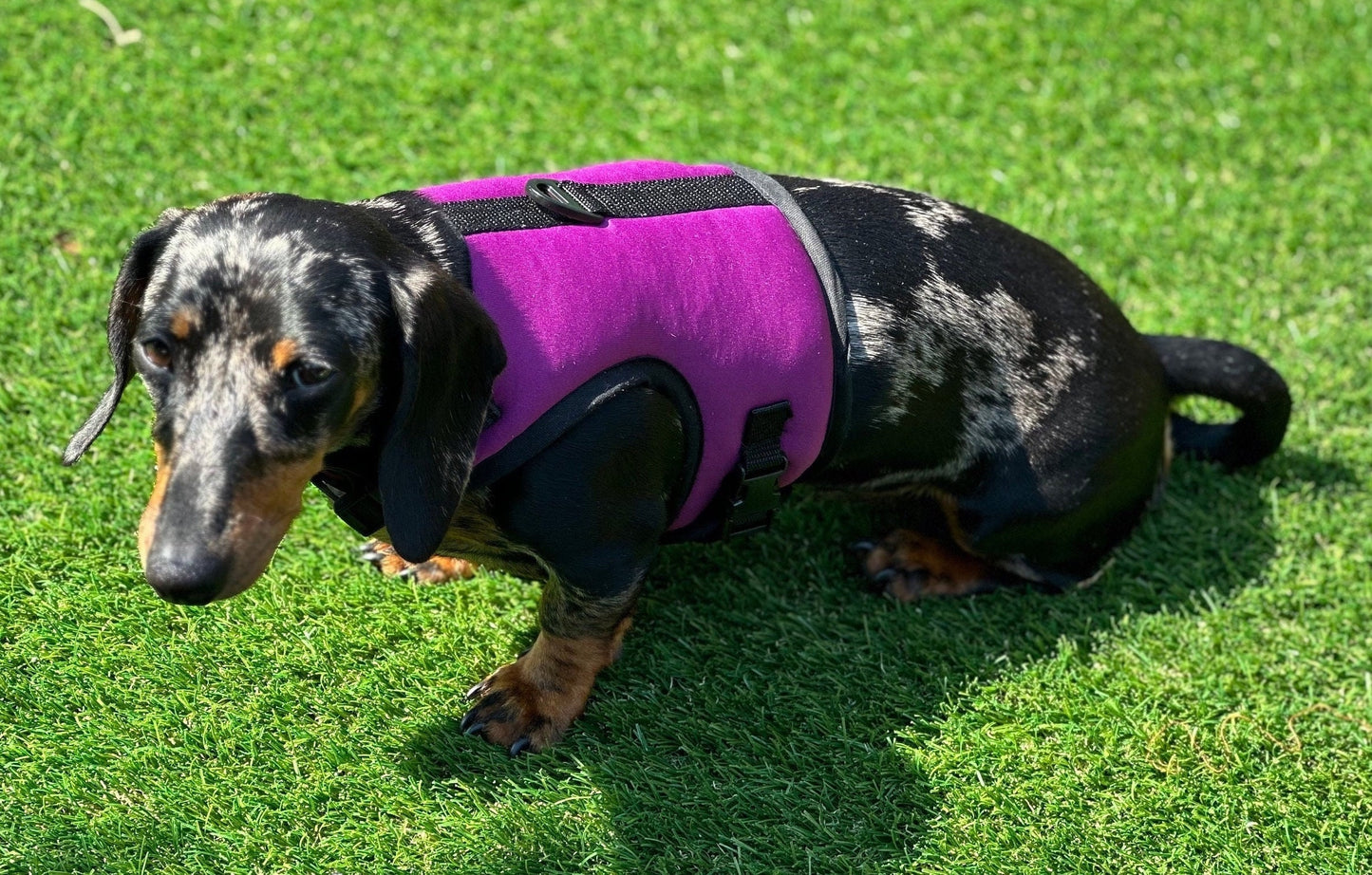 Dachshund made to measure Neoprene Dog Harness: No-Rub Comfort Vest