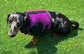 Dachshund made to measure Neoprene Dog Harness: No-Rub Comfort Vest