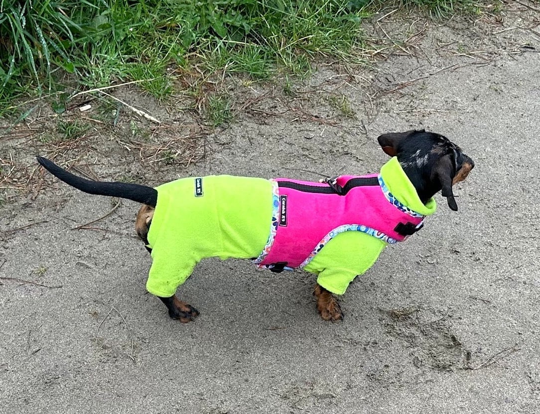 Dachshund made to measure Neoprene Dog Harness: No-Rub Comfort Vest