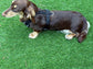 Dachshund spacer  harness,padded dog harness,no choke harness,chest harness, harness
