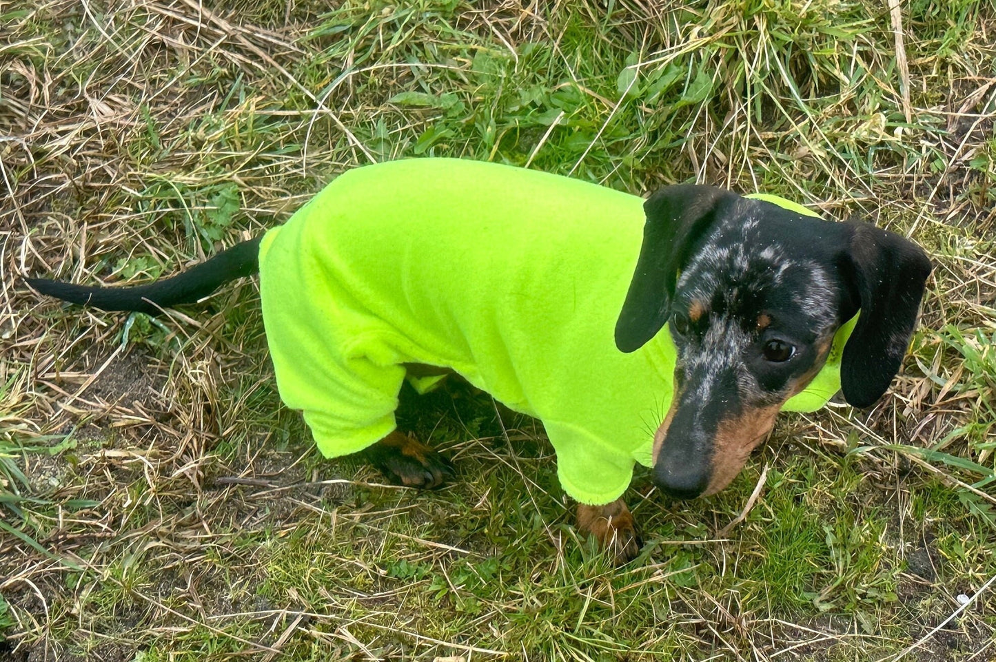 Hi-Vis Dachshund Fleece Onesie: Water & Mud Repellent Dog Jumpsuit