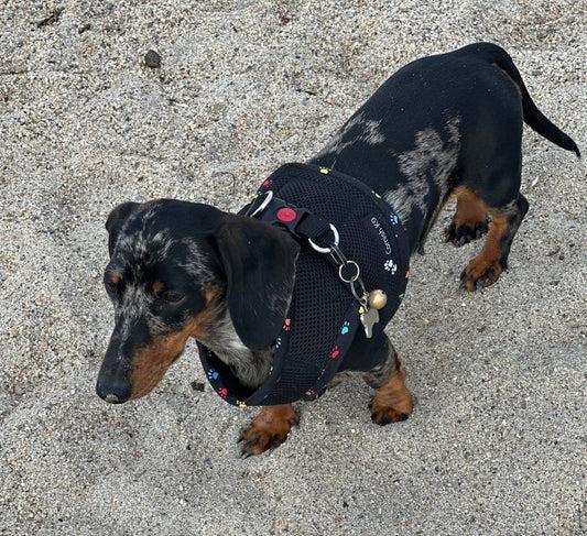 Made-to-Order Dachshund Harness: Black Spacer Mesh, Paw Print Trim