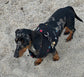 Made-to-Order Dachshund Harness: Black Spacer Mesh, Paw Print Trim