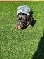 Dachshund Dino Fleece Jumper: Washable Daxie Sweatshirt