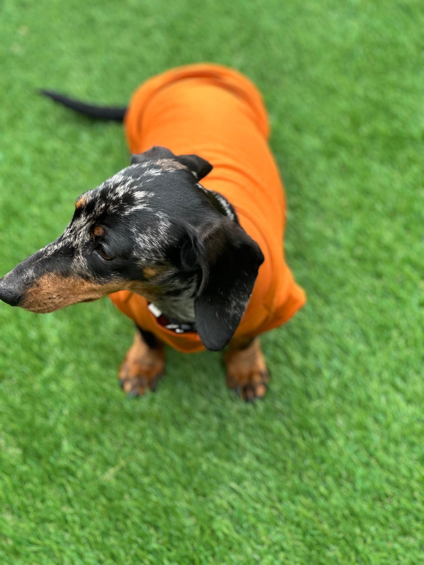 Dachshund Cotton Jersey Dog Jumper: Breathable Cooling Top