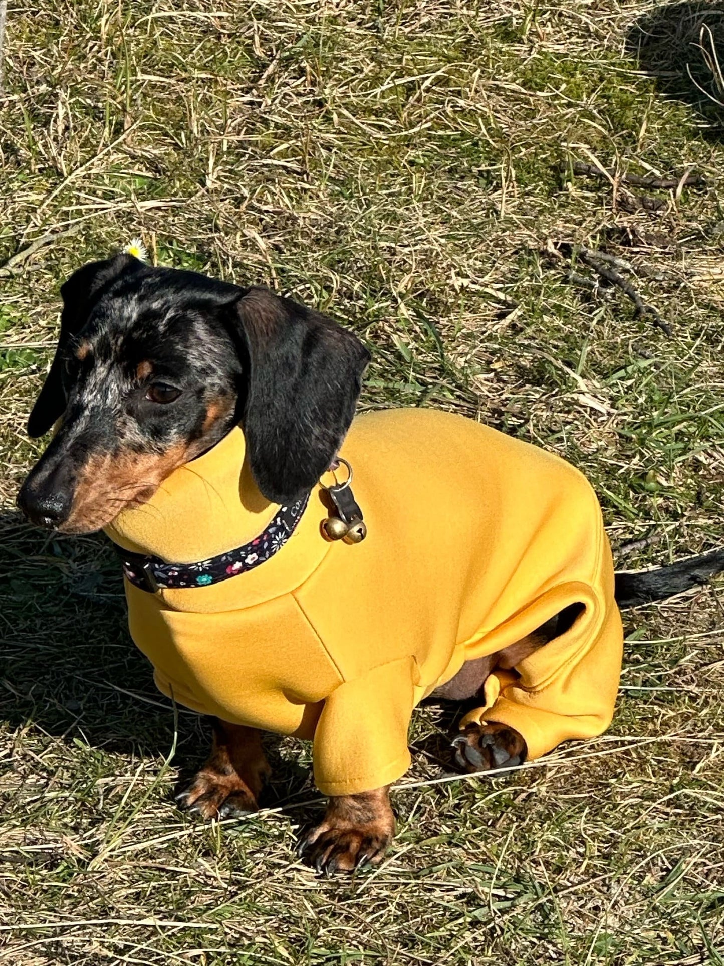 Mini Dachshund Neoprene Onesie: Stretchy Dog Jumpsuit