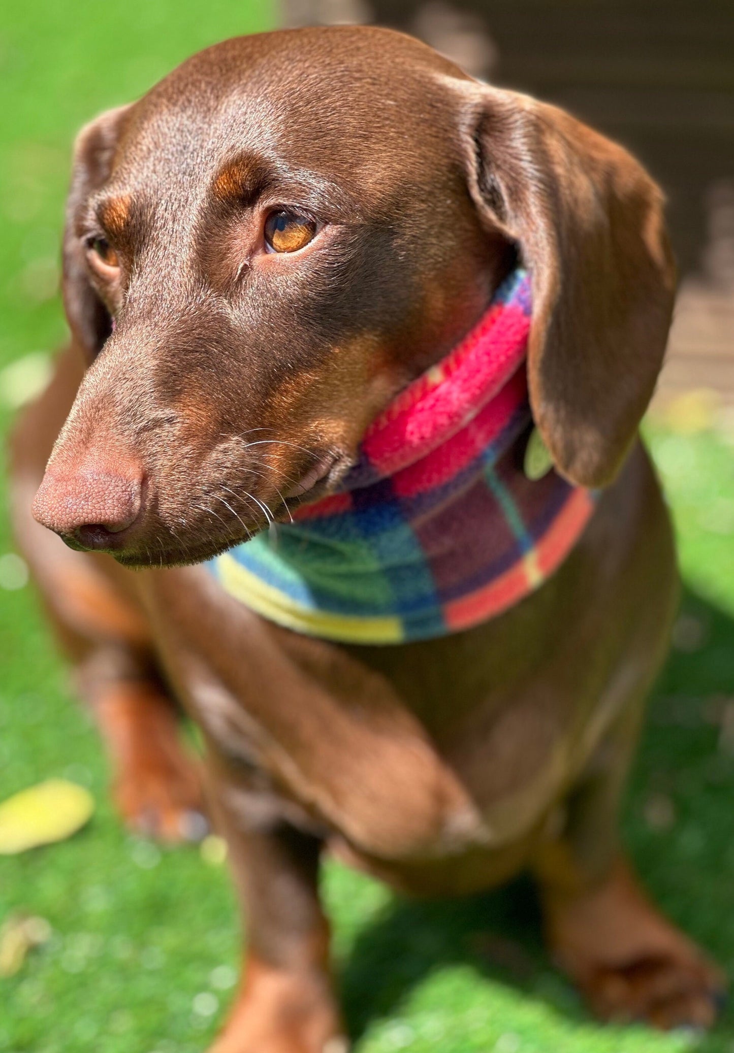 Dachshund Tartan Fleece Snood: Dog Neck Warmer
