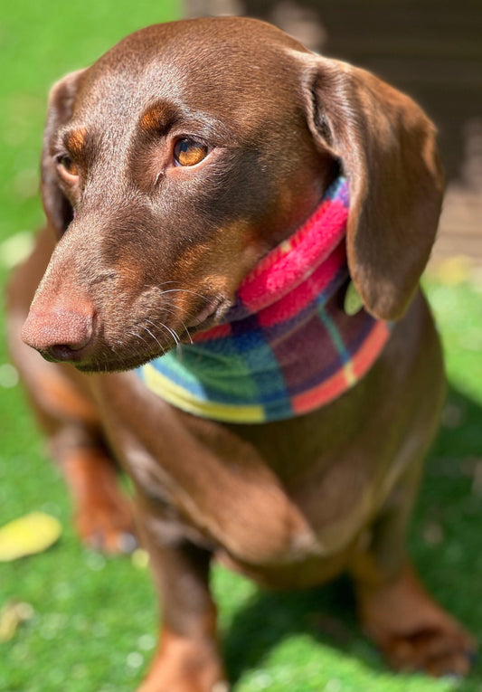 Dachshund Tartan Fleece Snood: Dog Neck Warmer