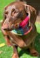 Dachshund Tartan Fleece Snood: Dog Neck Warmer